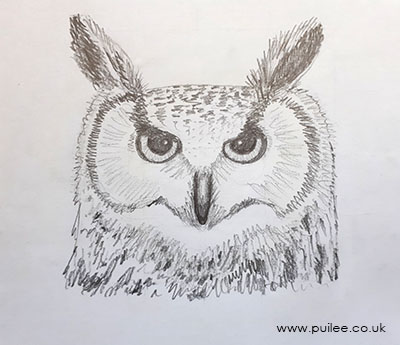 Owl Head (2021) pencil on paper by Artist Pui Lee